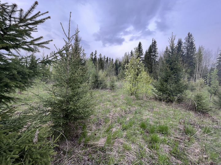 Участок 11,5 сот. (СНТ, ДНП)