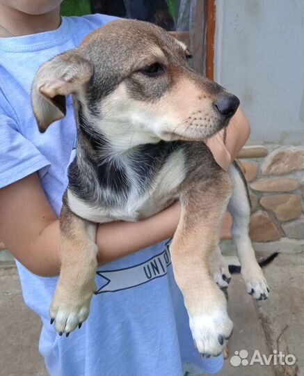 Собака в добрые руки щенок