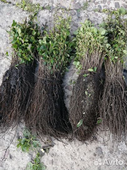 Сеянцы кизильника