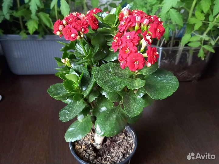 Комнатные цветы