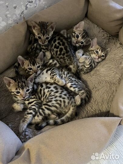 Бенгальская