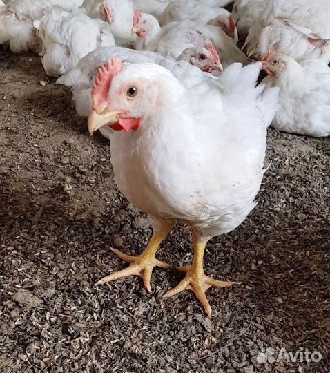 Мясо курицы