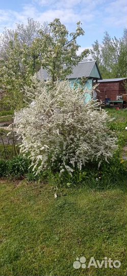 Спирея невеста