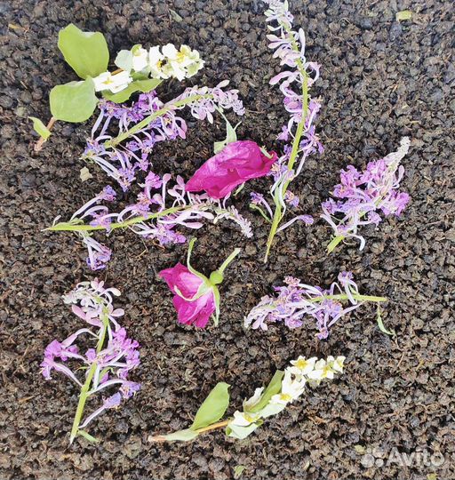 Иван-чай (Кипрей) ферментированный