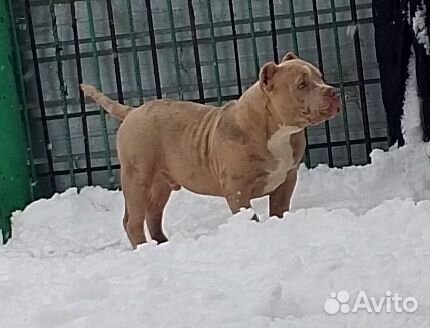 Американский булли стандарт классик