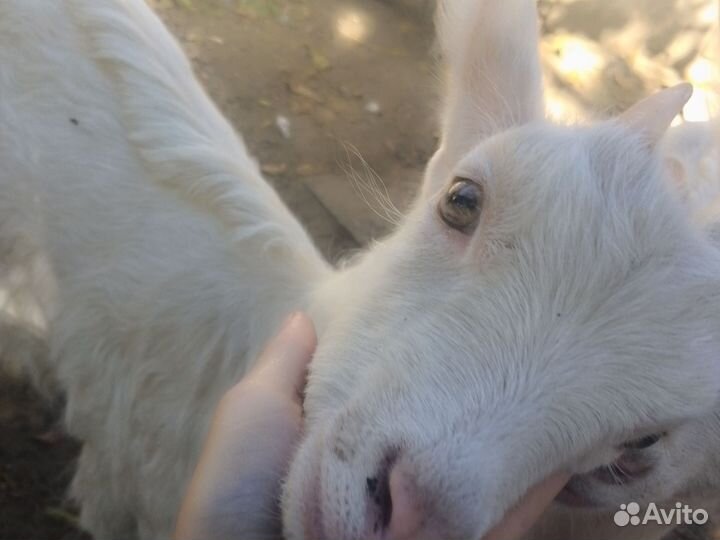 Козлята породистые