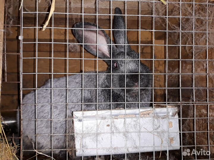 Кролики породы 