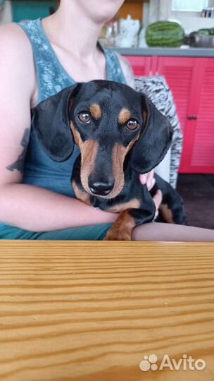 Собака для съемок