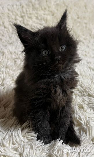 Котята мейн-кун