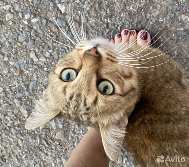 Кошка в дар бесплатно