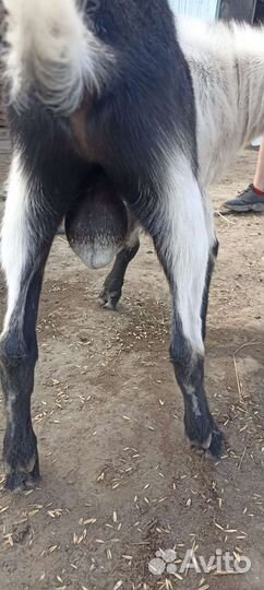 Козы и козлы, овца с ягненком