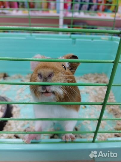 Морские свинки