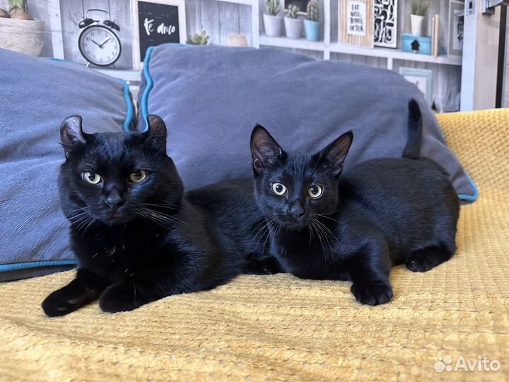 Котята манчкин