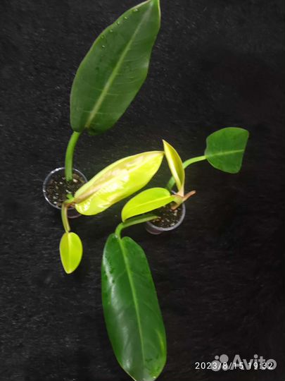 Филодендрон Империал Еллоу Флейм