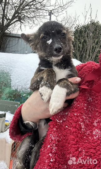 Тушканчик ищет дом