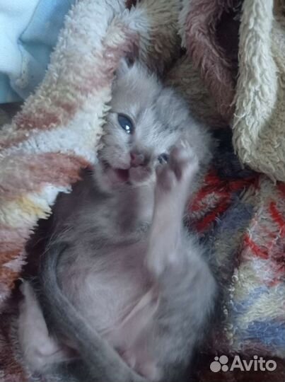 Британская