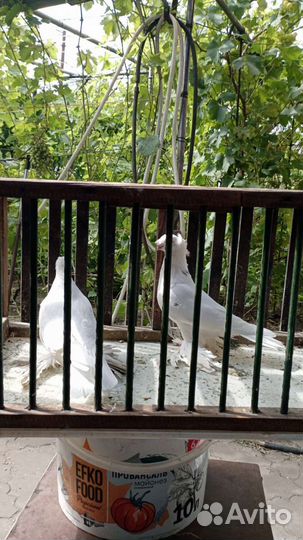 Продажа голубей