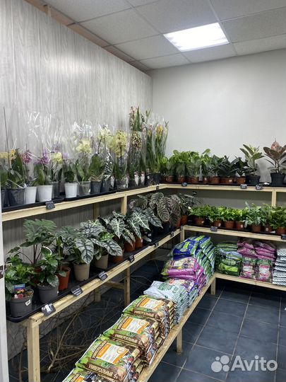 Магазин комнатных растений цветочный магазин