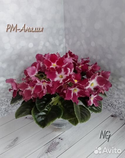 Сортовые фиалки