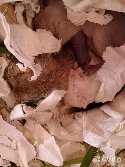 Монгольская песчанка