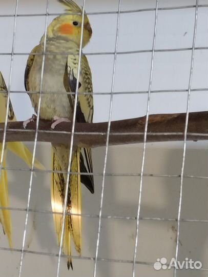 Попугаи Кореллы, возраст 2 месяца