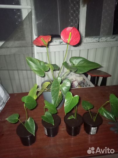 Антуриум красный