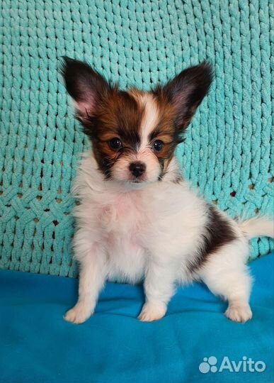 Щенок папийона, девочка