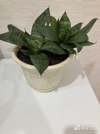 Сансевиерия карликовая