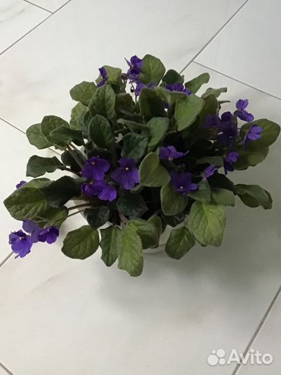 Комнатные цветы фиалка в кашпо