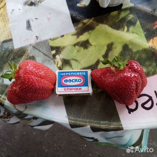 Продам рассаду клубники