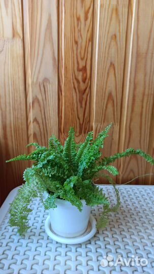 Папоротник нефролепис кудрявый