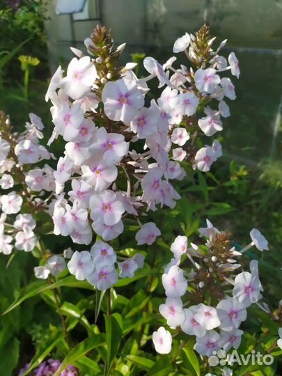 Флоксы сортовые