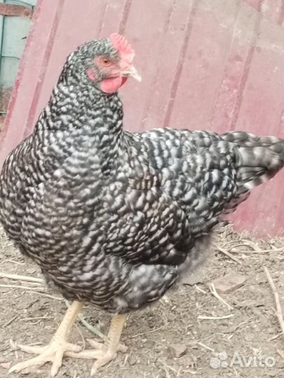 Куры несушки