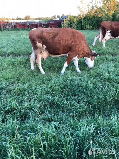 Корова дойная