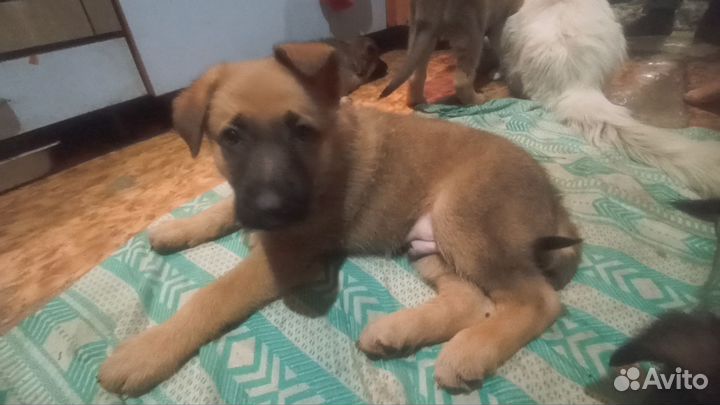 Немецкая овчарка