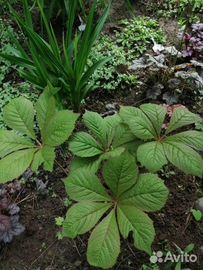 Садовые многолетники