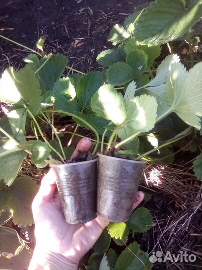 Рассада земляники