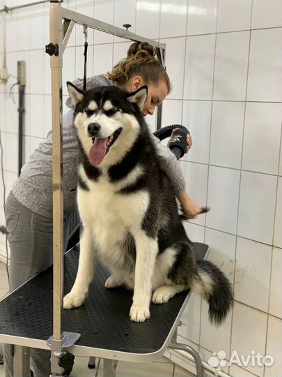 Груминг, У/З чистка зубов, передержка животных