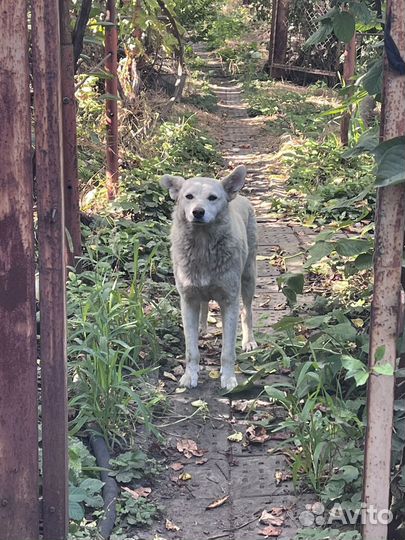 Собака в добрые руки Белка стерилизованна