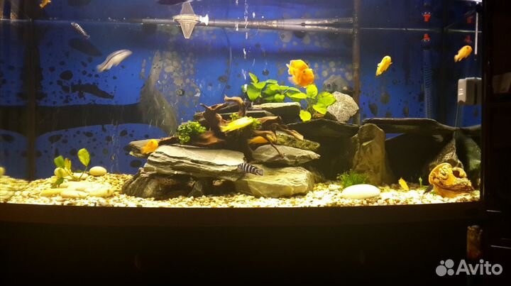 Аквариум Ferplast Cayman 110 Scenic+JBL1901