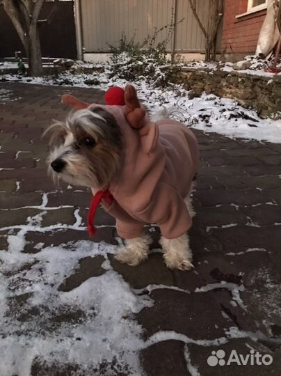 Жилет для собачки