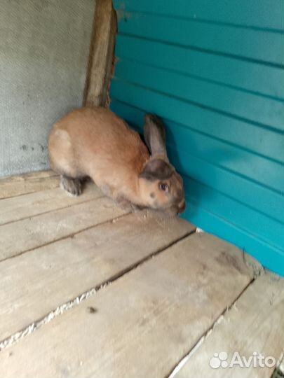 Продам крола