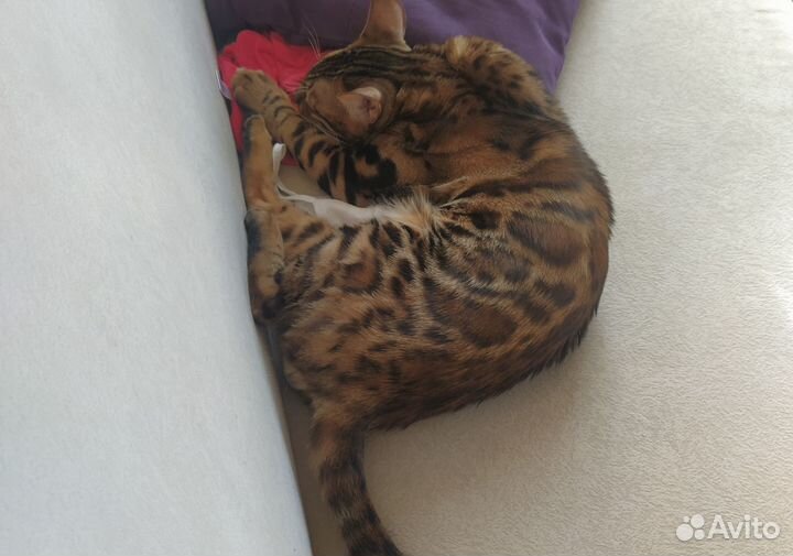 Бенгальский кот