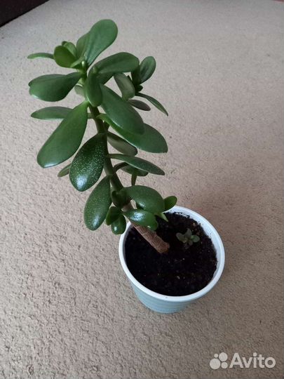 Крассула толстянка