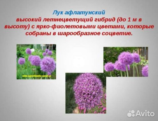 Луки многолетние