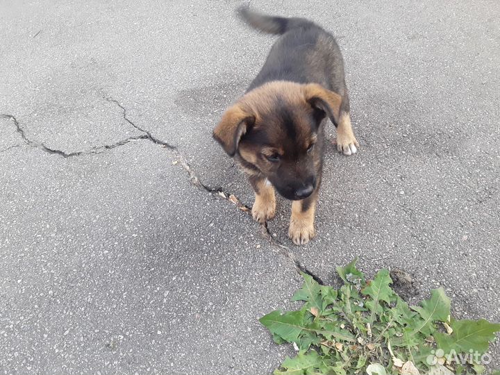 Отдам щенка