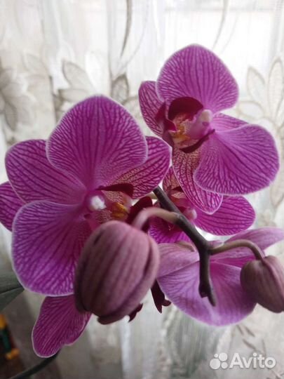 Орхидея фаленопсис