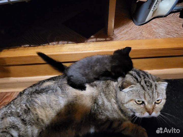 Кошка