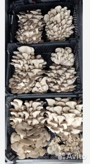 Требуются инвестиции аграрный бизнес 10% в месяц