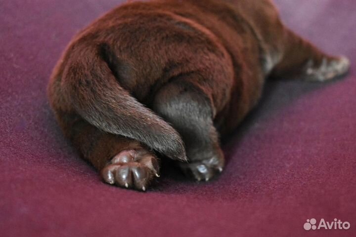 Щенки лабрадора